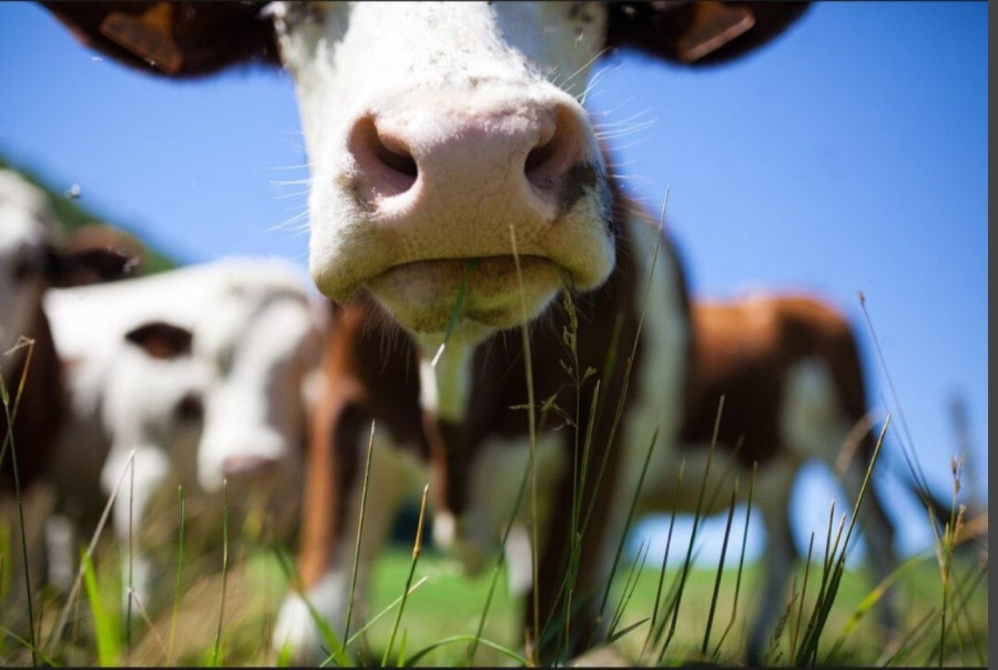 Животноводы Березинщины подвели итоги первого квартала