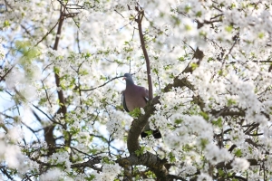 Прогноз погоды на 18 апреля: дожди, слабый туман и от -1 °С до +13 °С