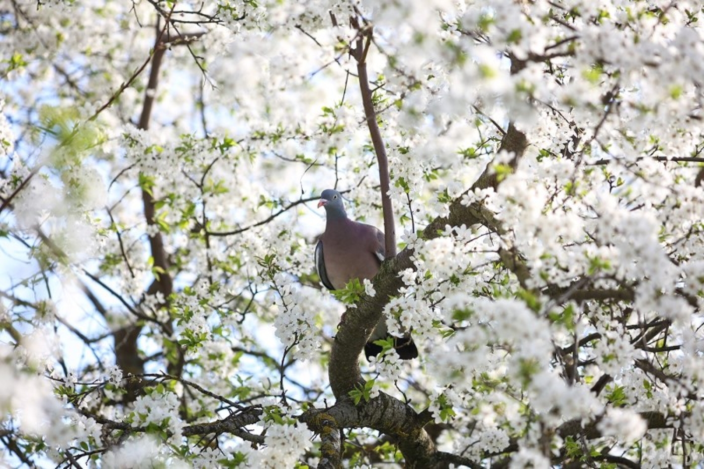 Прогноз погоды на 18 апреля: дожди, слабый туман и от -1 °С до +13 °С