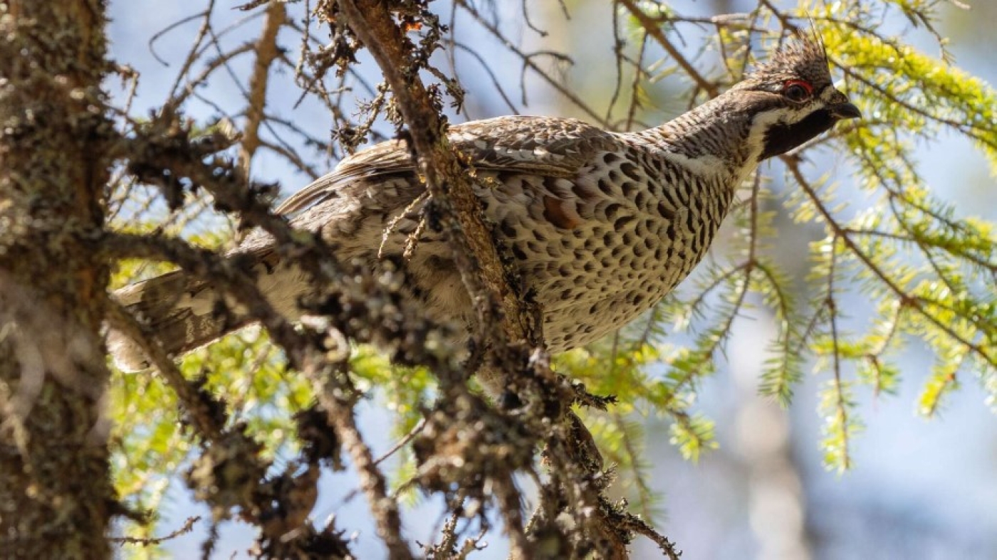 Открывается охота на рябчика и серую куропатку