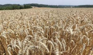 Первый молодежный экипаж-тысячник определился на уборке урожая в Пружанском районе