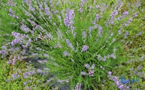 Что посадить на участке, чтобы отпугнуть клещей