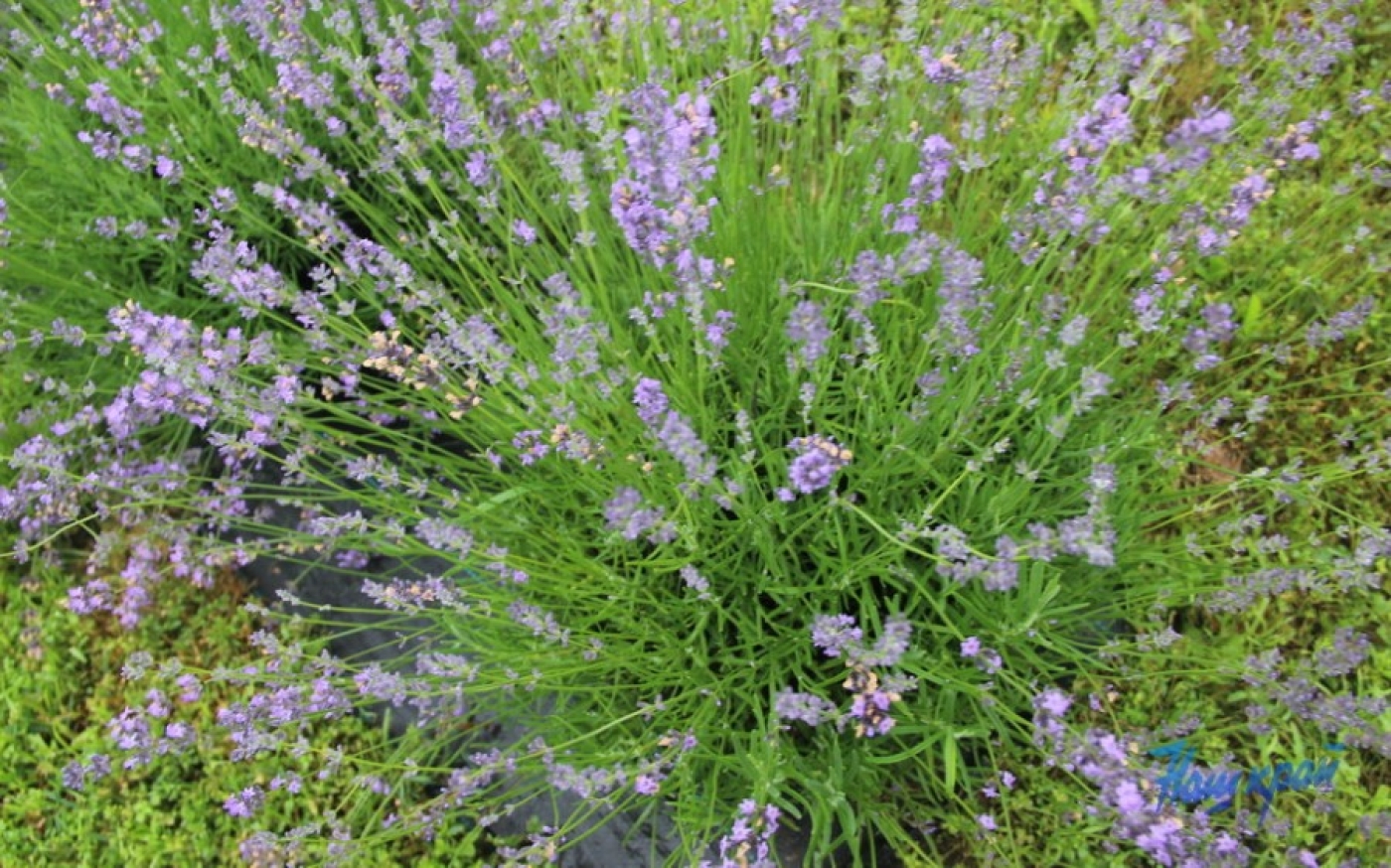 Что посадить на участке, чтобы отпугнуть клещей