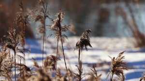 Погода 5 февраля: кратковременный снег, слабый туман и от -13 °С ночью до +4 °С днем