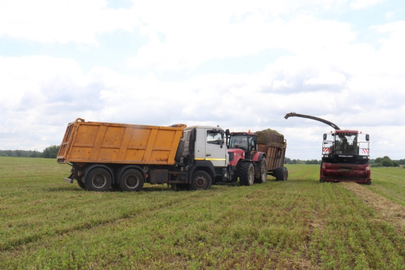 У ААТ “Багушэвічы” ідзе касавіца