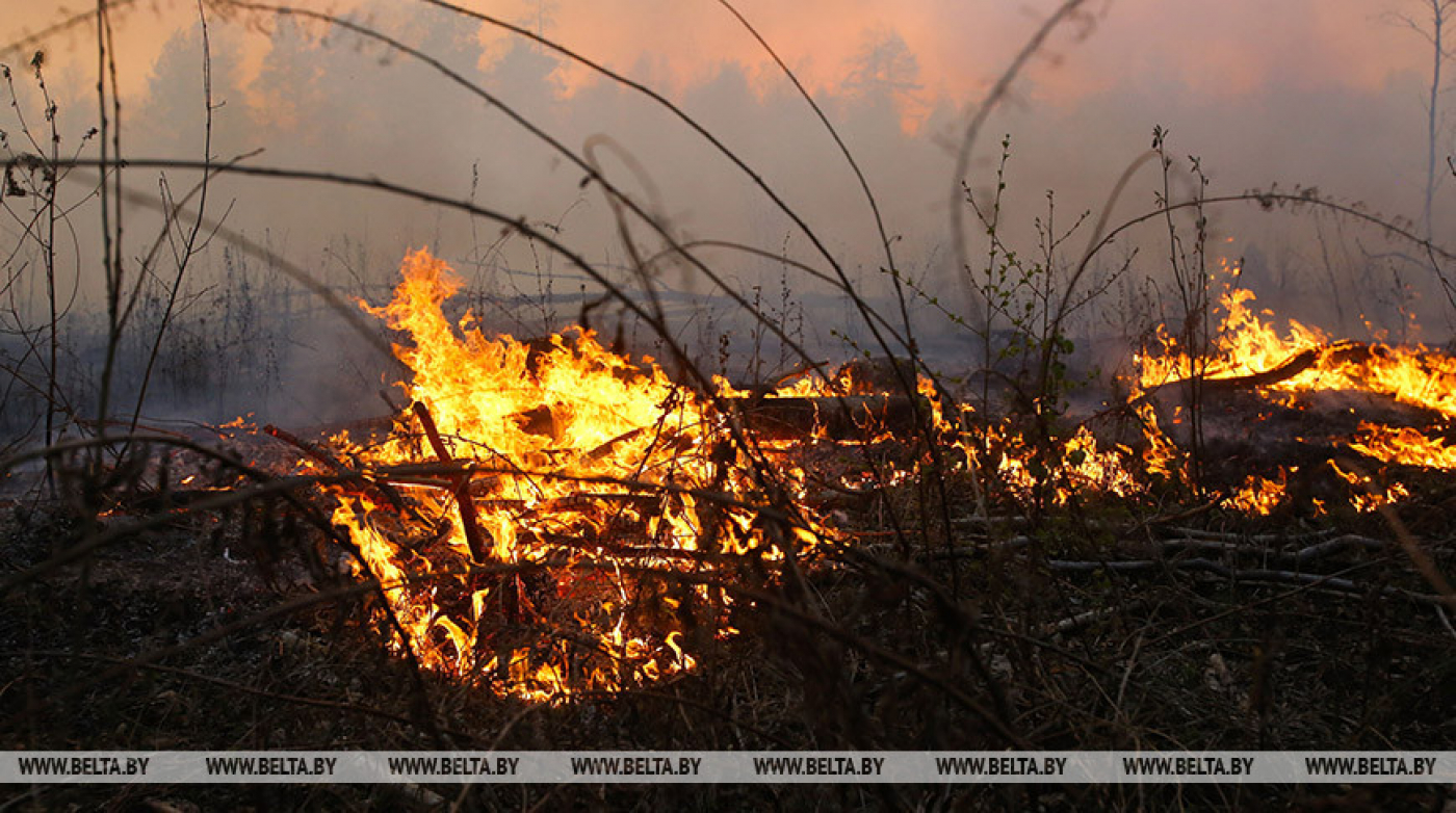 В Беларуси за сутки потушены 5 лесных пожаров