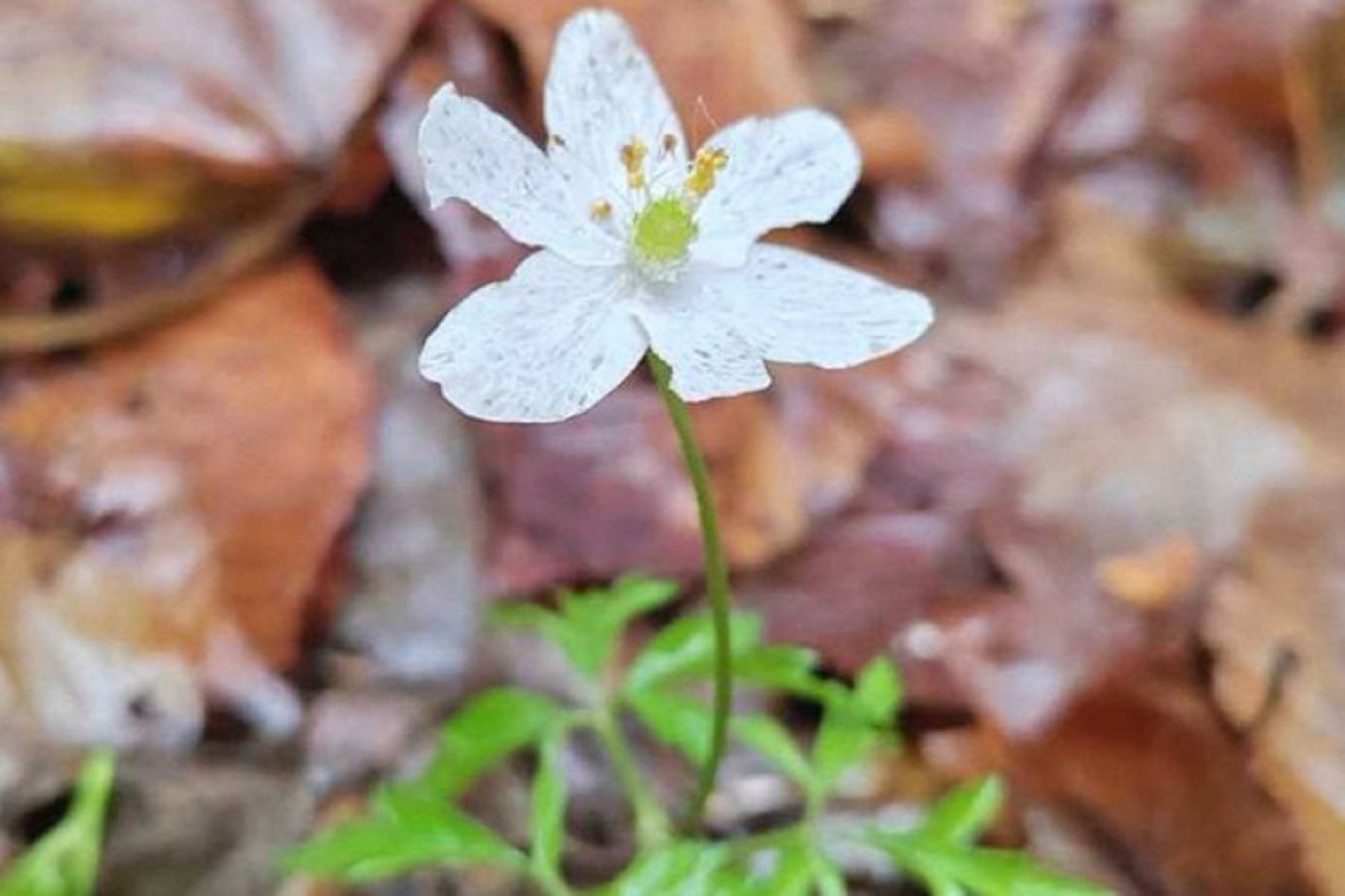 Первоцветы распустились в декабре в Беловежской пуще