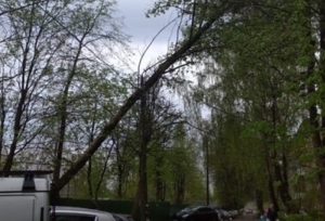 Об удалении упавших и опасных деревьев в населенных пунктах.