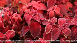 Сильные дожди ожидаются в Беларуси 11 сентября