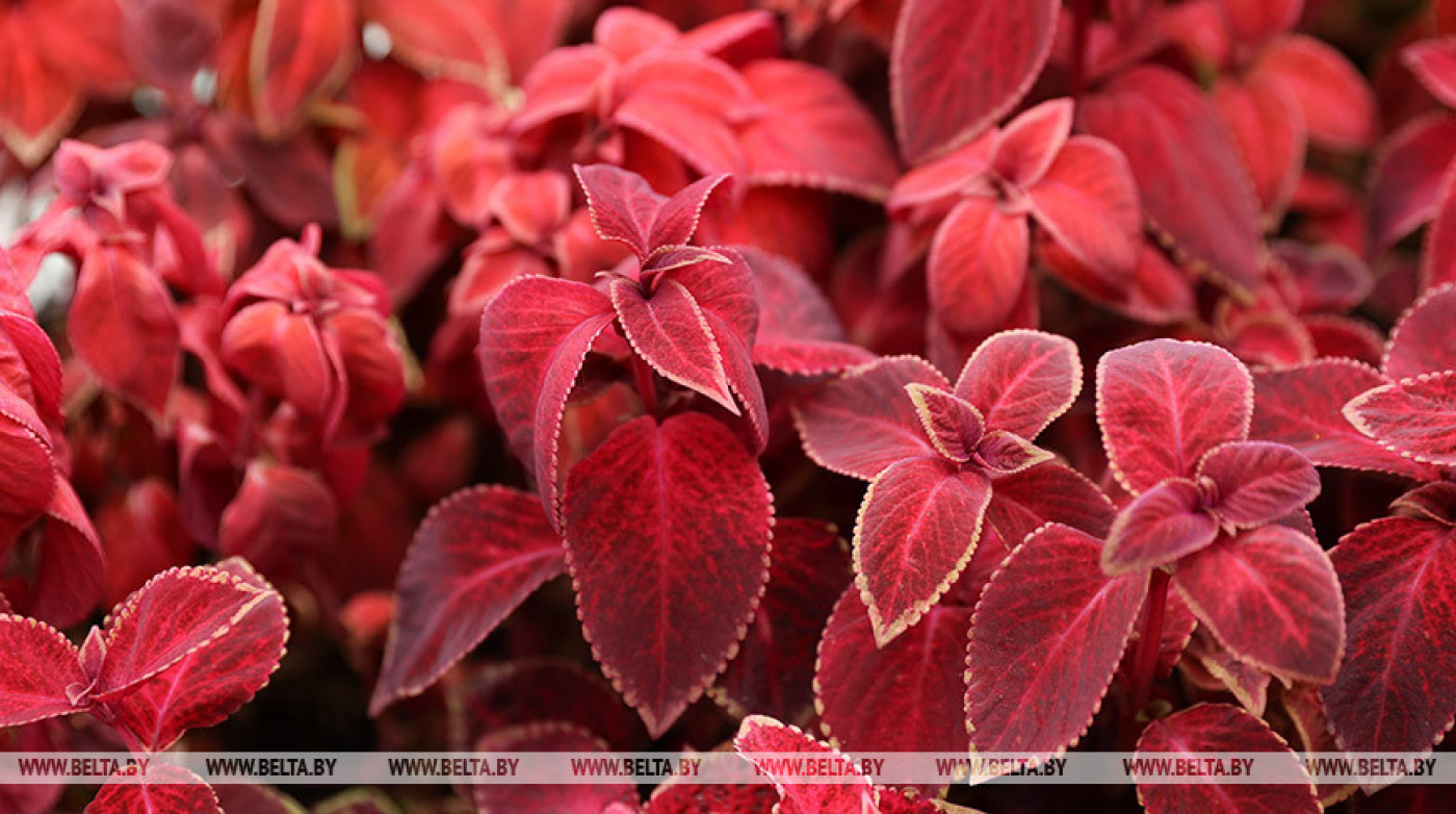 Сильные дожди ожидаются в Беларуси 11 сентября