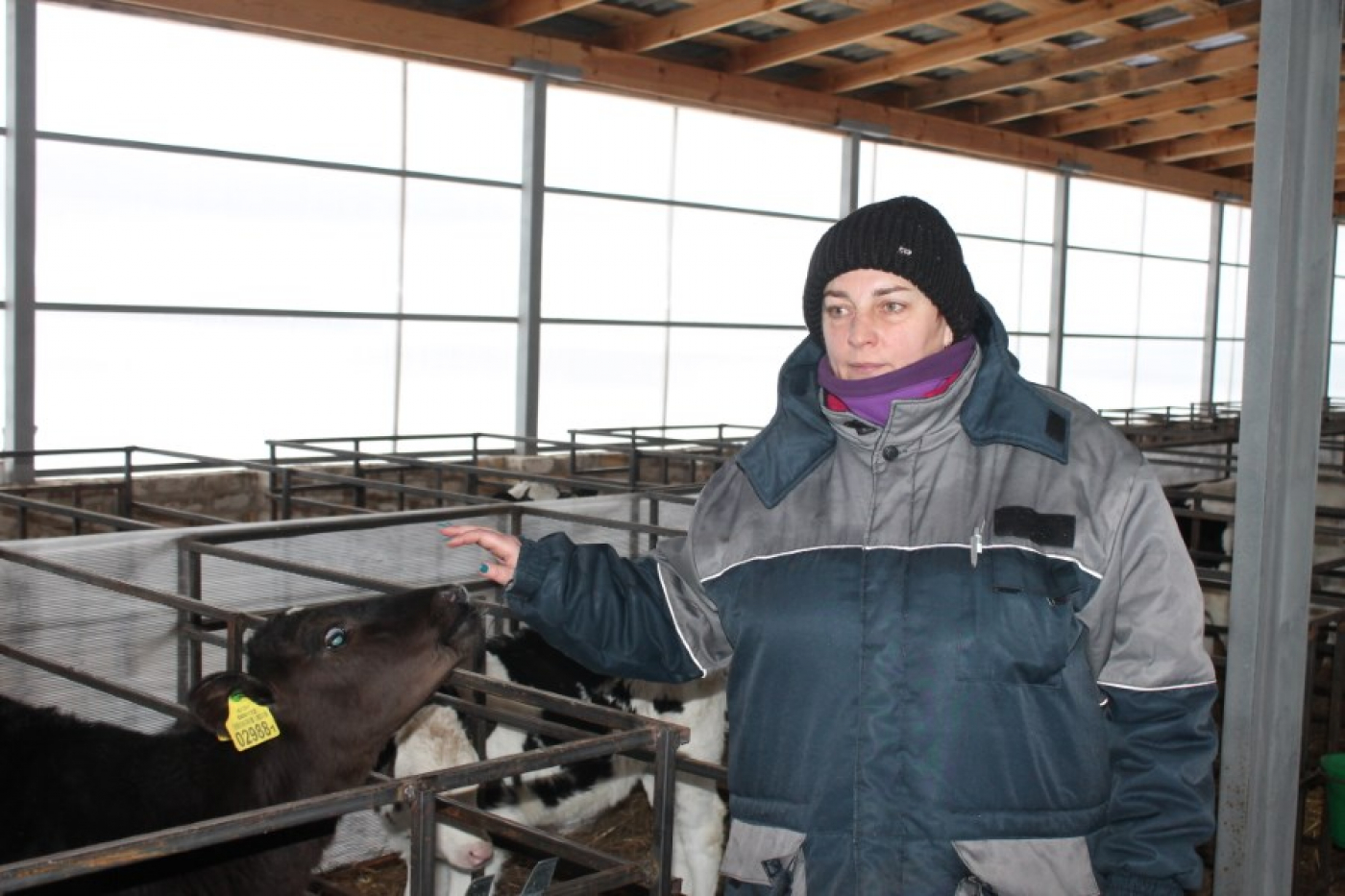 Адно са звенняў цыкла