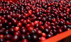 В Минской области определены сроки заготовки брусники и клюквы