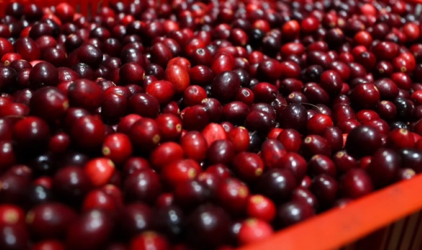 В Минской области определены сроки заготовки брусники и клюквы