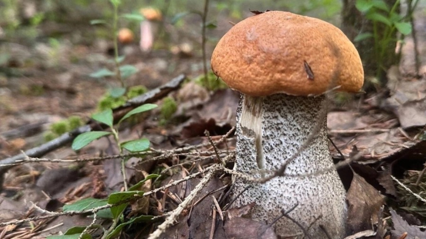 Погода в Беларуси 6 октября: без осадков и до +16 °С