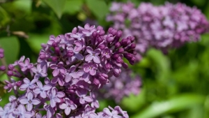 Ночные заморозки и до +20°С днем: какая погода ожидается в Беларуси 15 мая