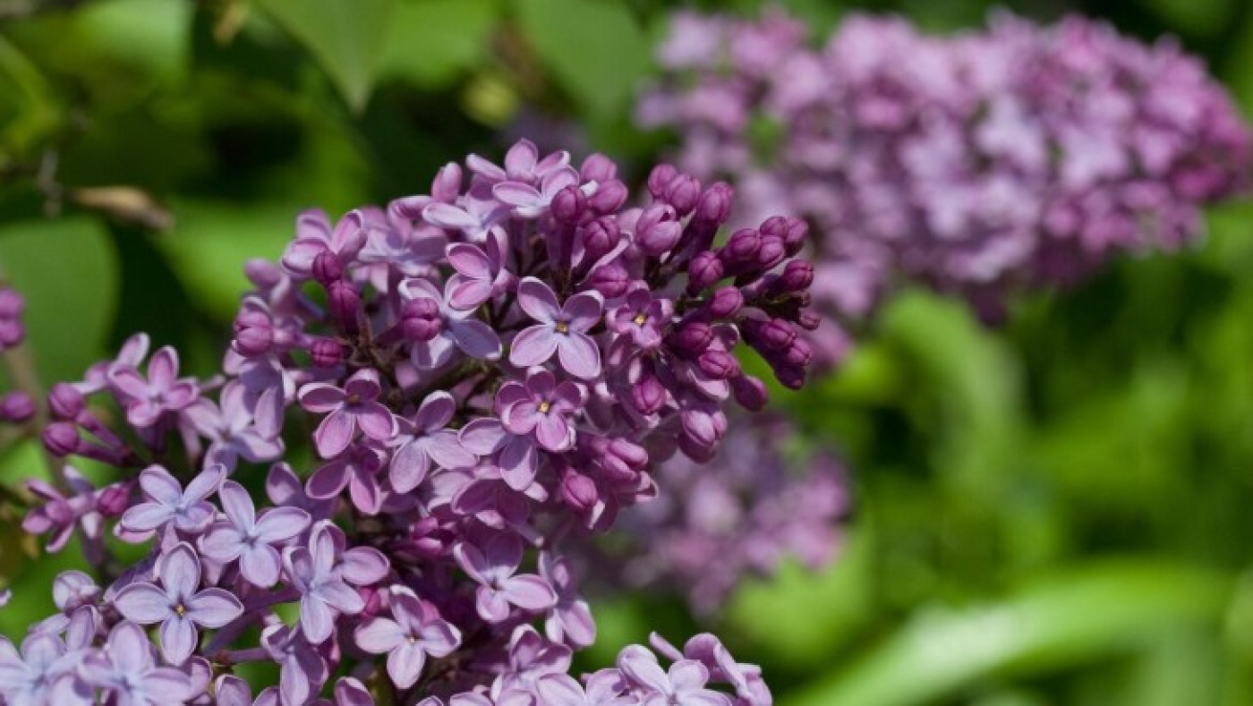 Ночные заморозки и до +20°С днем: какая погода ожидается в Беларуси 15 мая