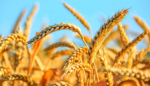 Финиш жатвы приносит приятные новости