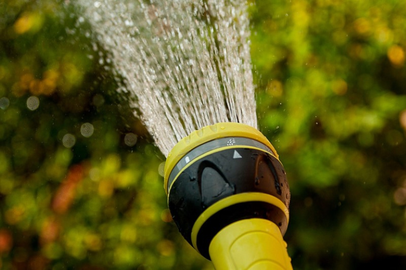 Как часто поливать томаты и каким способом лучше