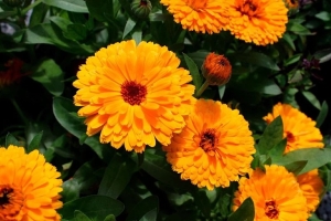 Садоводы рекомендуют срочно посадить календулу на участке – причины весомые