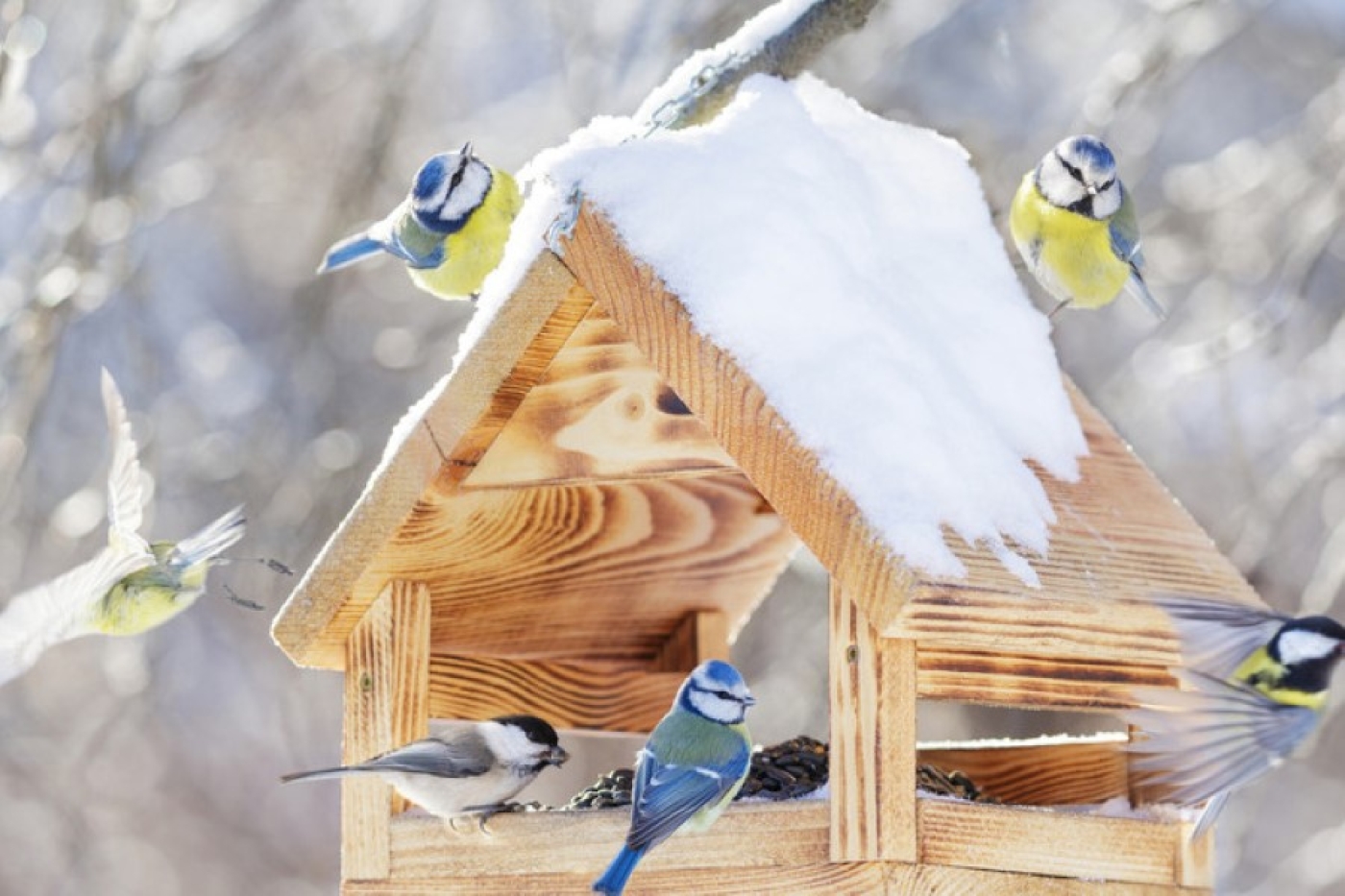 Как правильно подкармливать птиц зимой