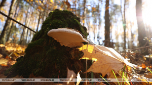 Туман и +13°С ожидается в Беларуси 11 ноября