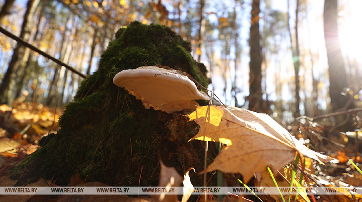 Туман и +13°С ожидается в Беларуси 11 ноября