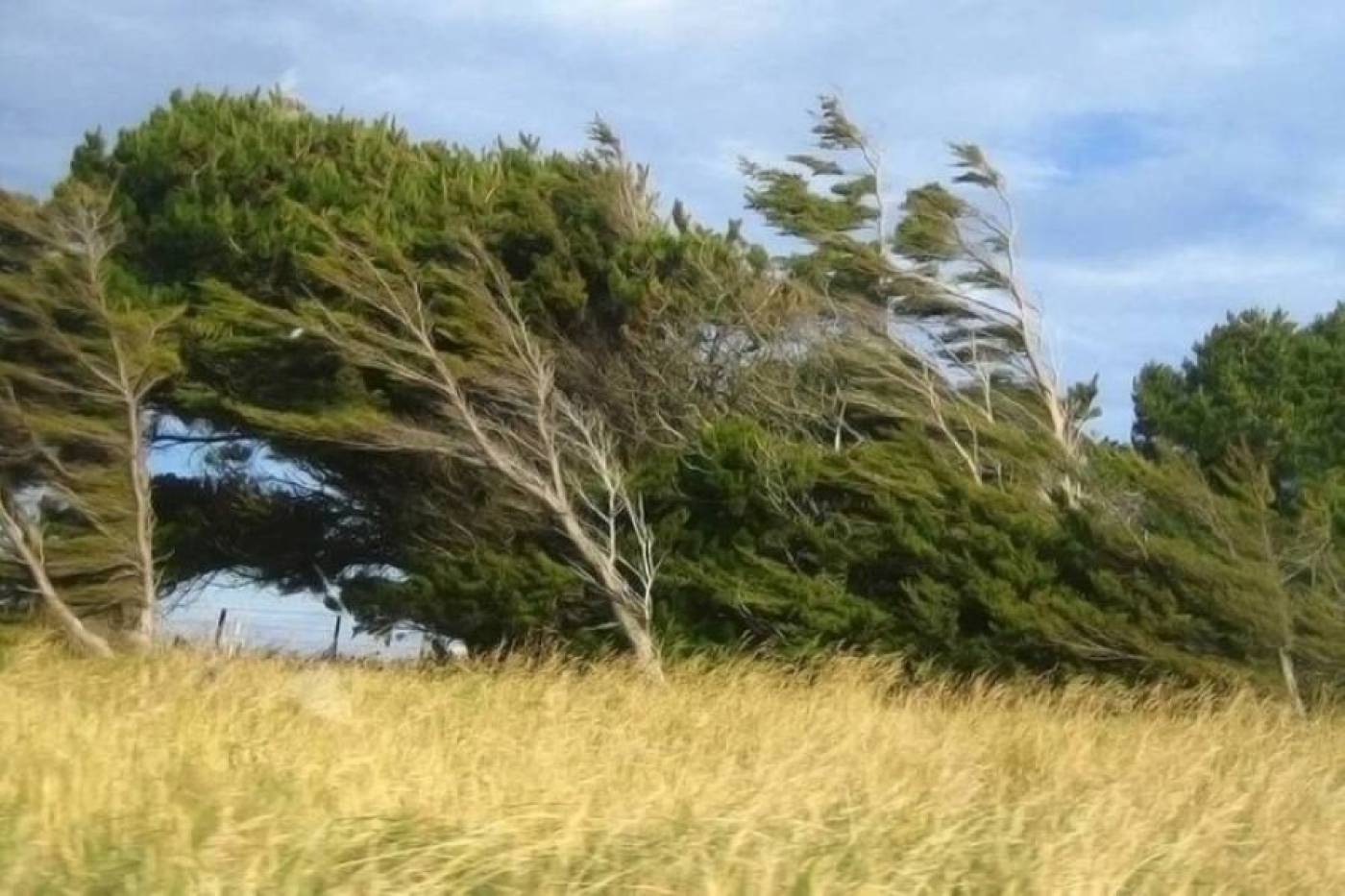 Погода в Беларуси 13 июня: оранжевый уровень опасности из-за порывистого ветра, дожди и от +7 °С до +22 °С