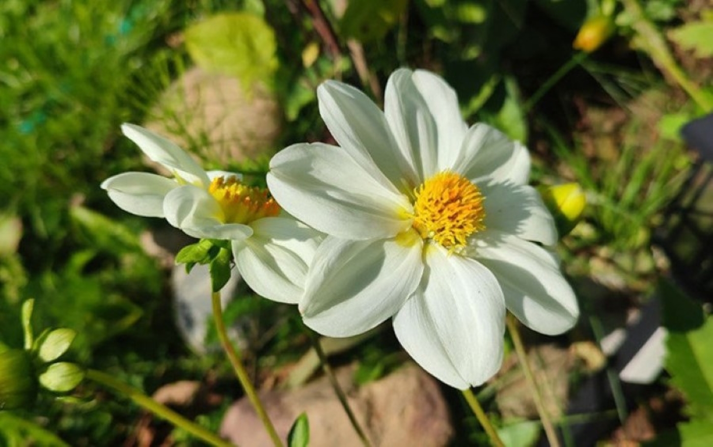 "Украсим Беларусь цветами". Стартовал республиканский конкурс по благоустройству для школьников и педагогов