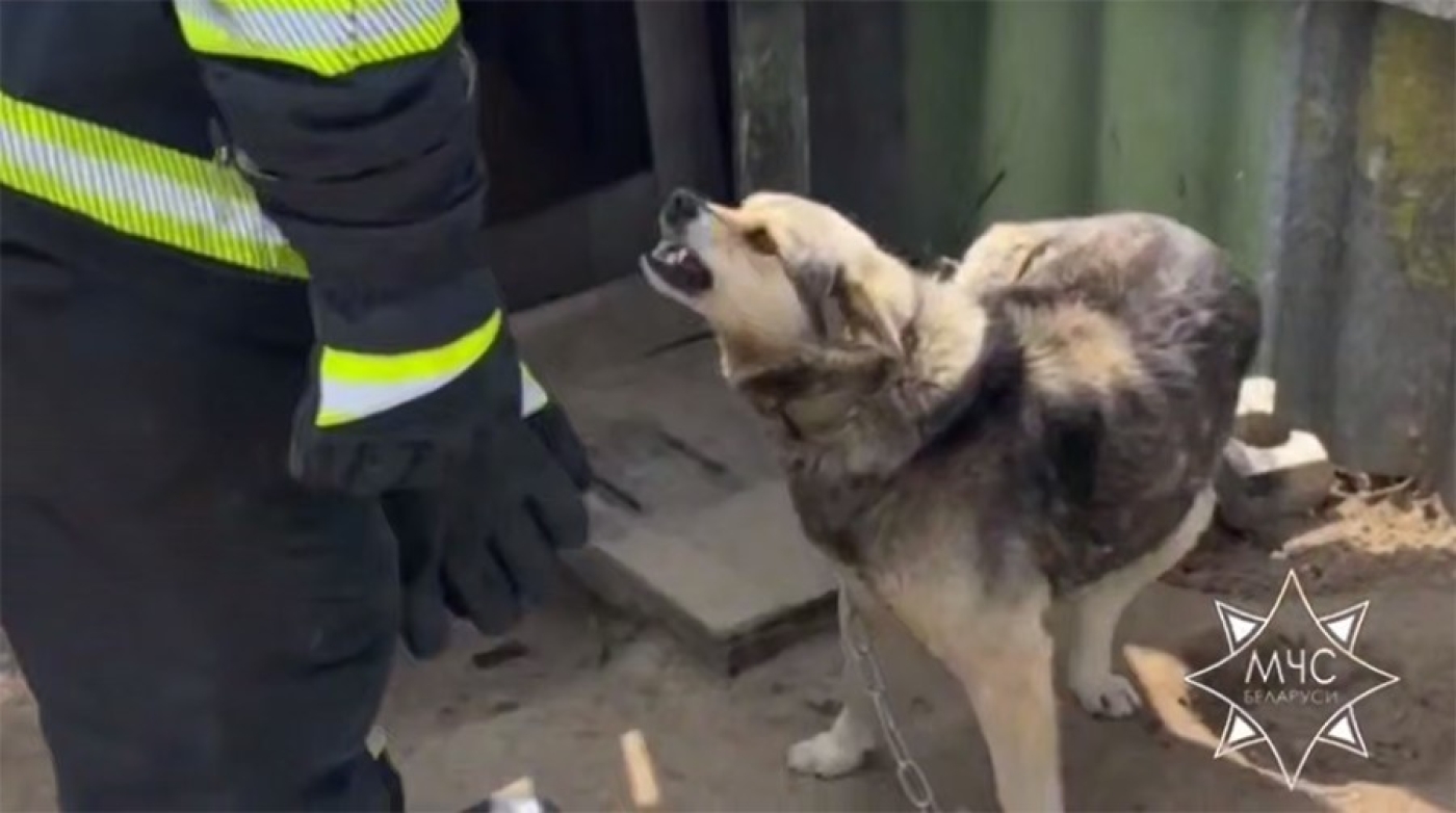 В Червенском районе спасатели освободили из ловушки собаку