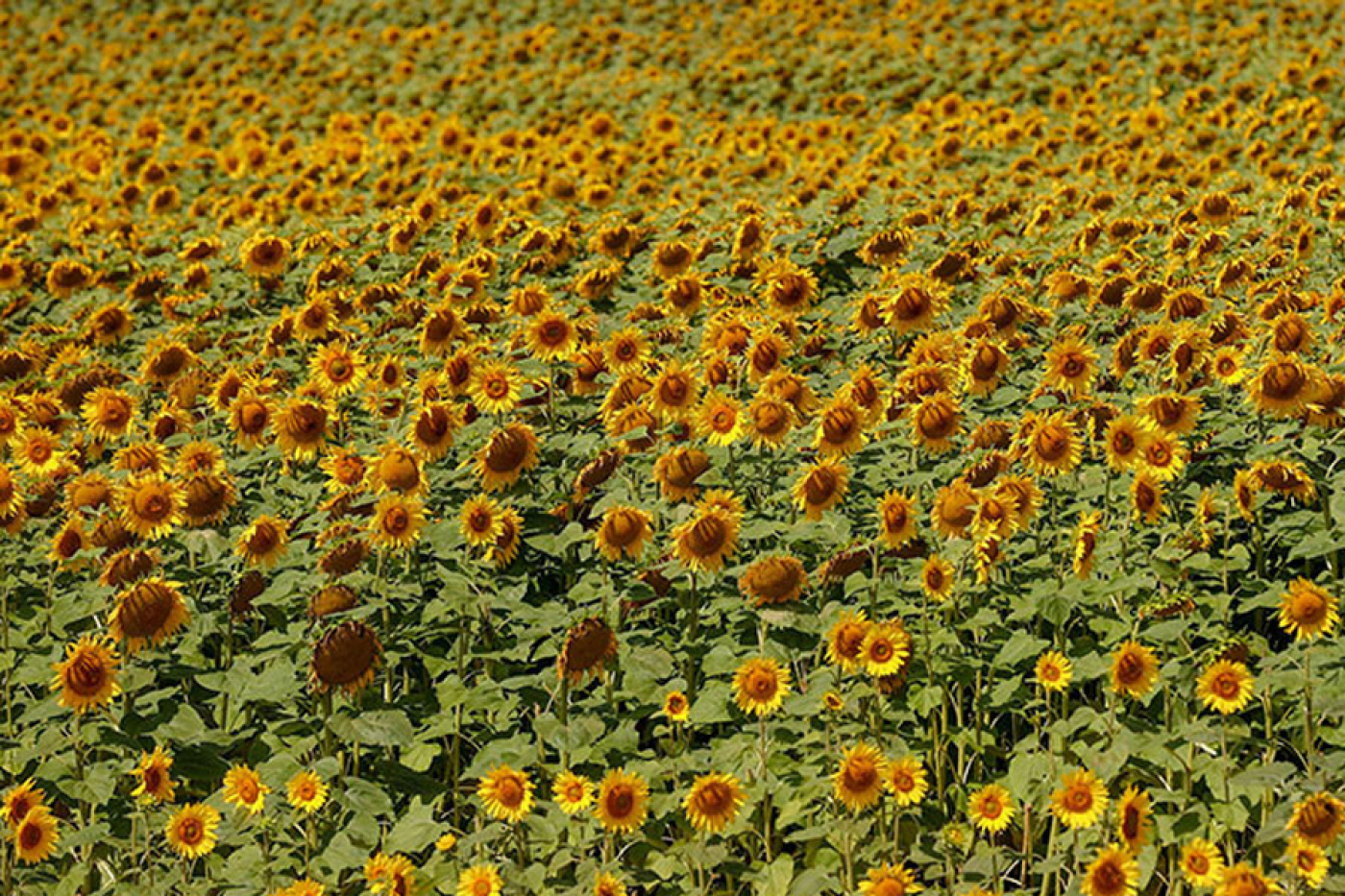 Будет ли у Беларуси свое подсолнечное масло?