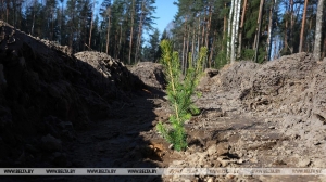 Более 56 тыс. деревьев высажено в Минской области во время акции "Посади дерево - вырасти будущее"