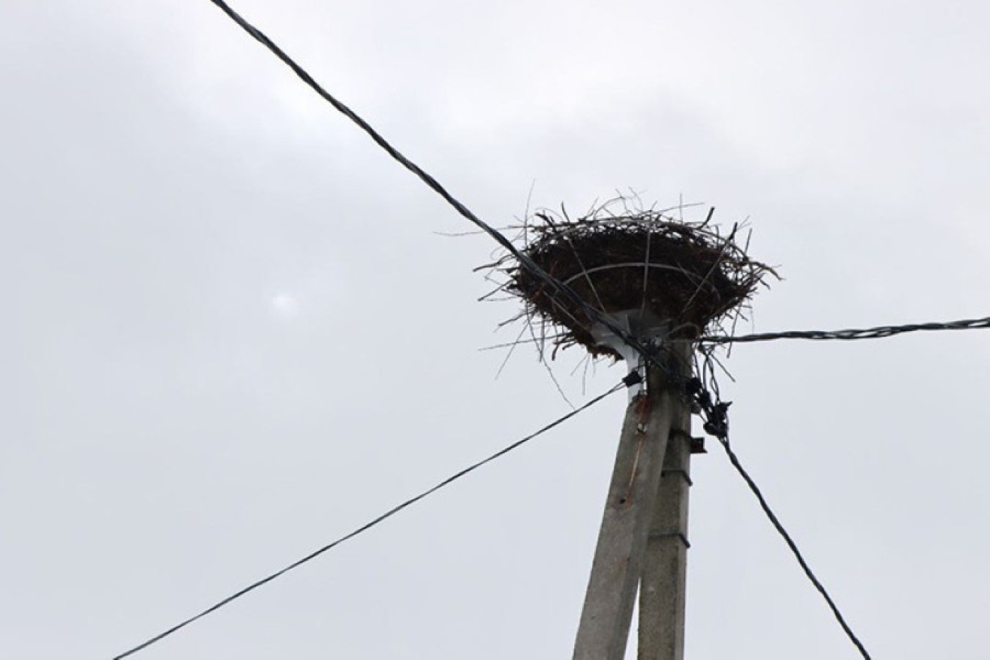 "Птичьи квартиры" на проводах. Энергетики рассказали о специальных гнездовьях для пернатых