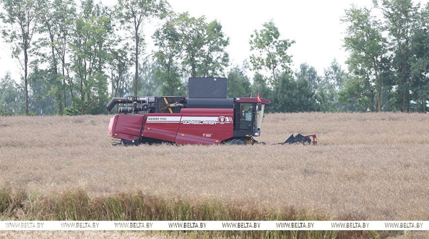 Лукашенко снова посещает Смолевичский район, в центре внимания - уборка озимого рапса
