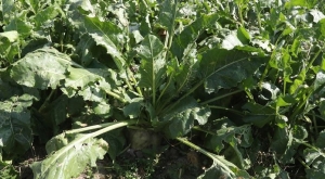 Как защитить посевы сахарной свеклы в дождливую погоду, рассказали в Минсельхозпроде