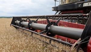 Зерновые и зернобобовые культуры с кукурузой убраны с 99% площадей