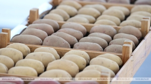 Минсельхозпрод рассказал, какой урожай сложился в Беларуси