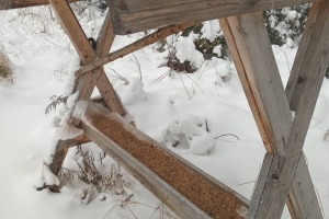 Забота о дикой природе: в Березинском лесхозе подкармливают животных зимой