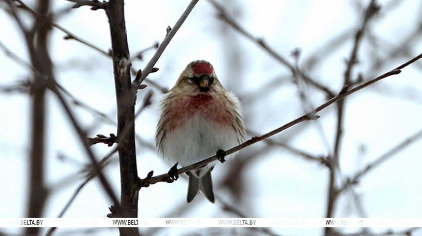 В Беларуси будет облачно, местами с дождем