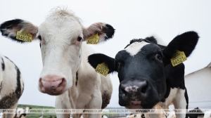 "Какой сверхплановый, какие планы?!" Лукашенко вновь предупредил о недопустимости падежа КРС