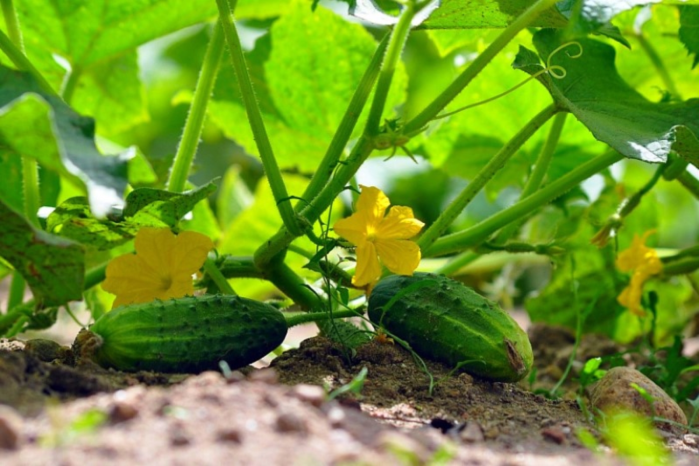 Натуральное удобрение для хрустящих огурцов: узнали секрет богатого урожая