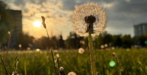 Ночные заморозки и в основном без осадков. Какой будет погода в Беларуси 9 мая