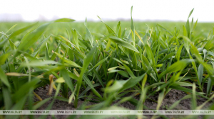 В ближайшее время пониженная температура будет сдерживать развитие озимых культур