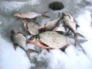 Зимние заморы рыбы