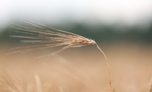 Первый тысячный намолот в Минской области зафиксирован в Клецком районе