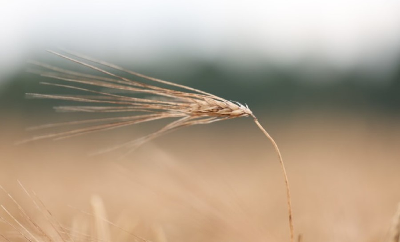 Первый тысячный намолот в Минской области зафиксирован в Клецком районе