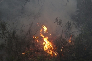 В Беларуси за сутки ликвидированы 29 пожаров травы и кустарников