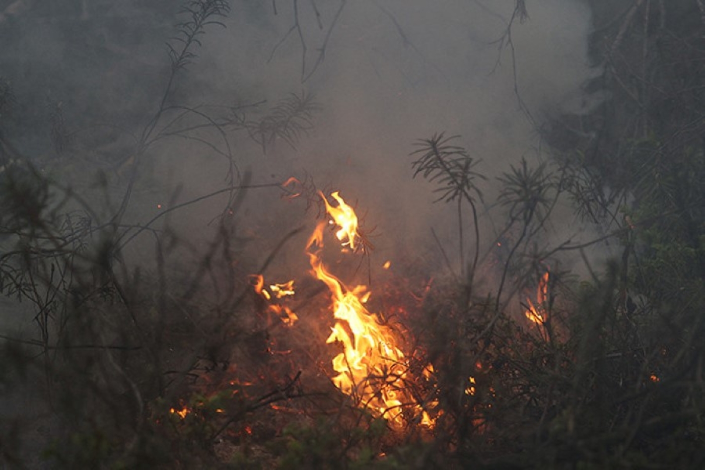 В Беларуси за сутки ликвидированы 29 пожаров травы и кустарников