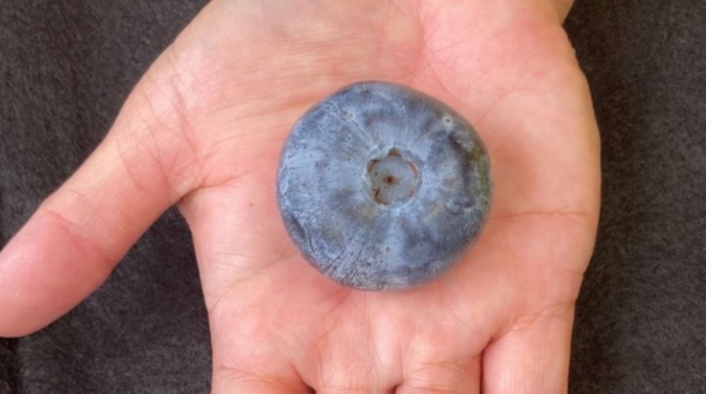 В Австралии вырастили самую большую в мире голубику