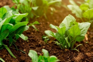 Какие овощи можно первыми посеять весной