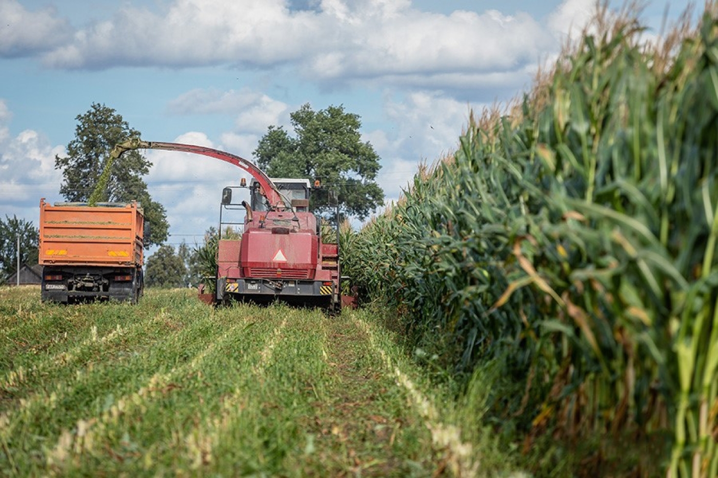 В Минской области приступили к уборке кукурузы на зерно